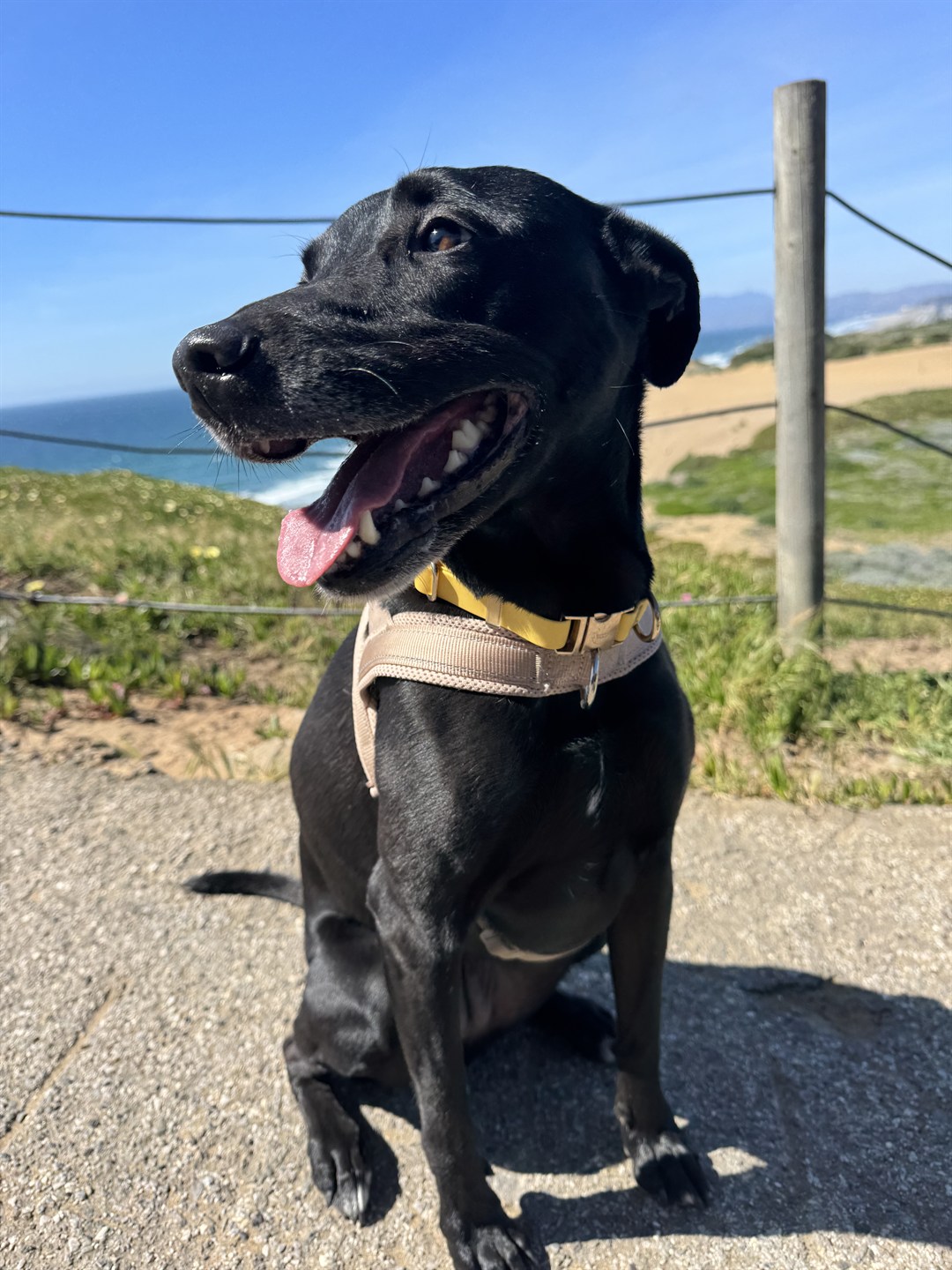 Black dog smiling on a coastal path in the sun