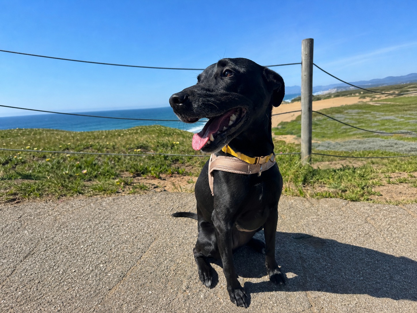 Black dog smiling on a coastal path in the sun