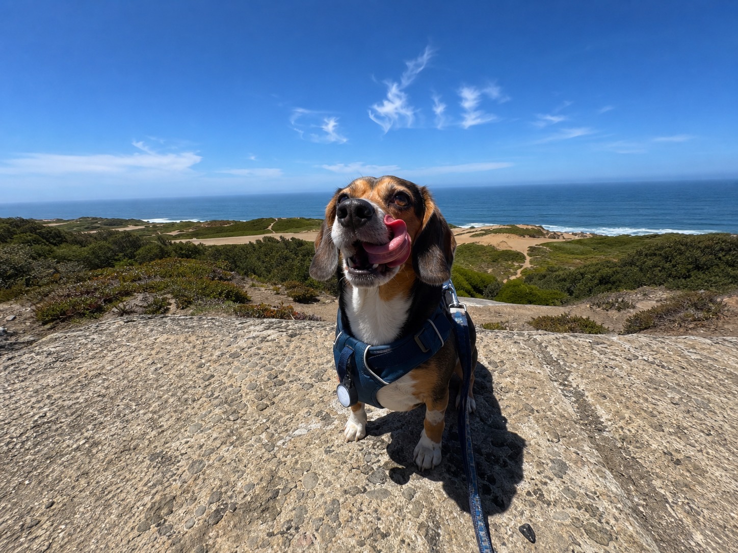 Dog resting beside a coastal hiking trail