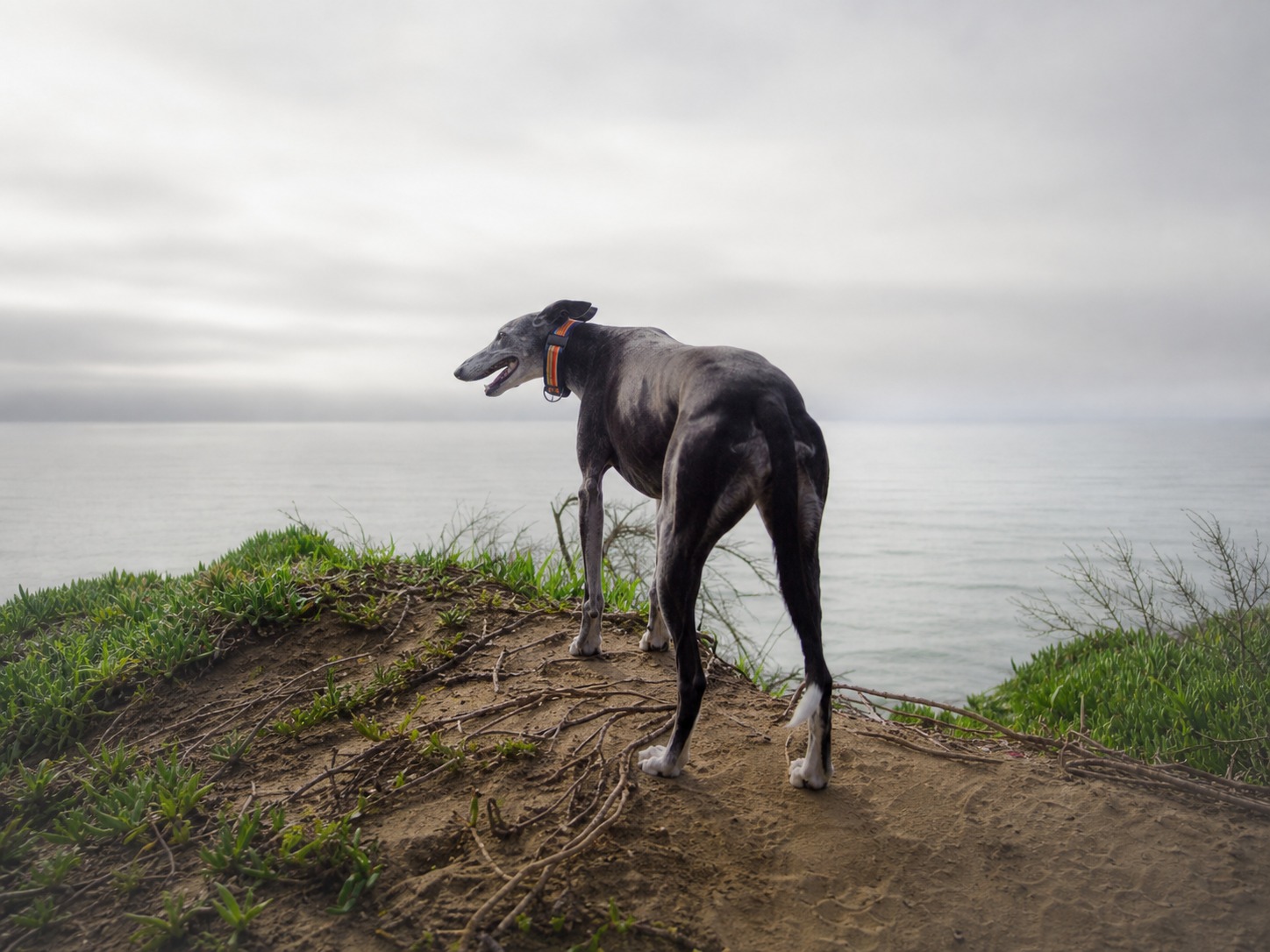 Dog standing on a coastal bluff looking out over the water