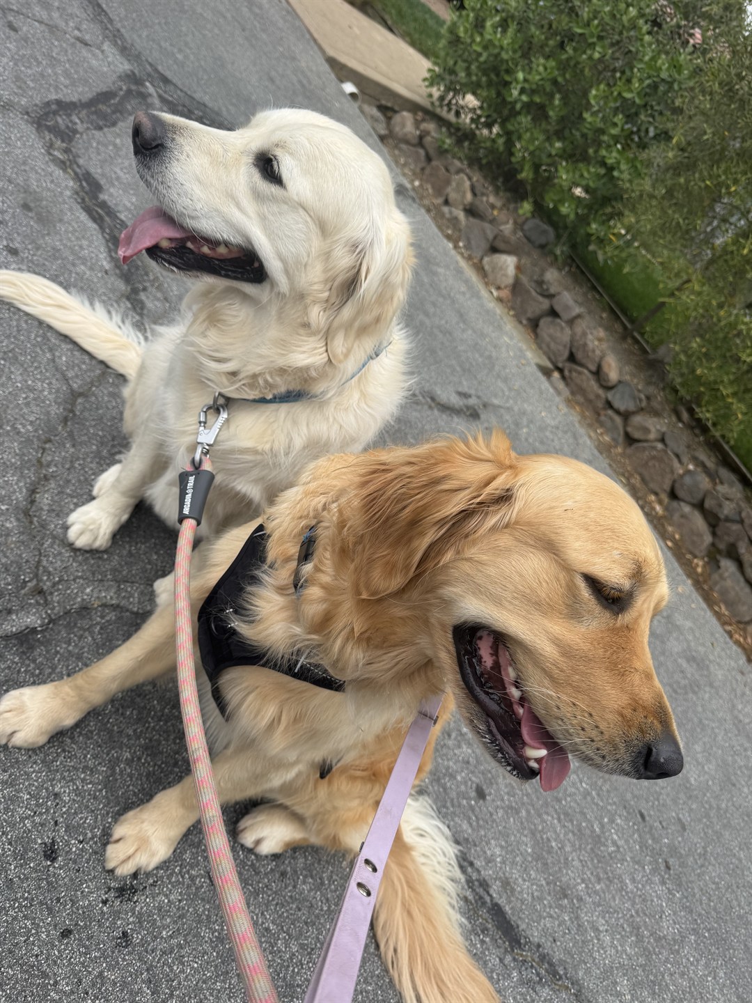 Two golden retrievers resting together during a neighborhood walk