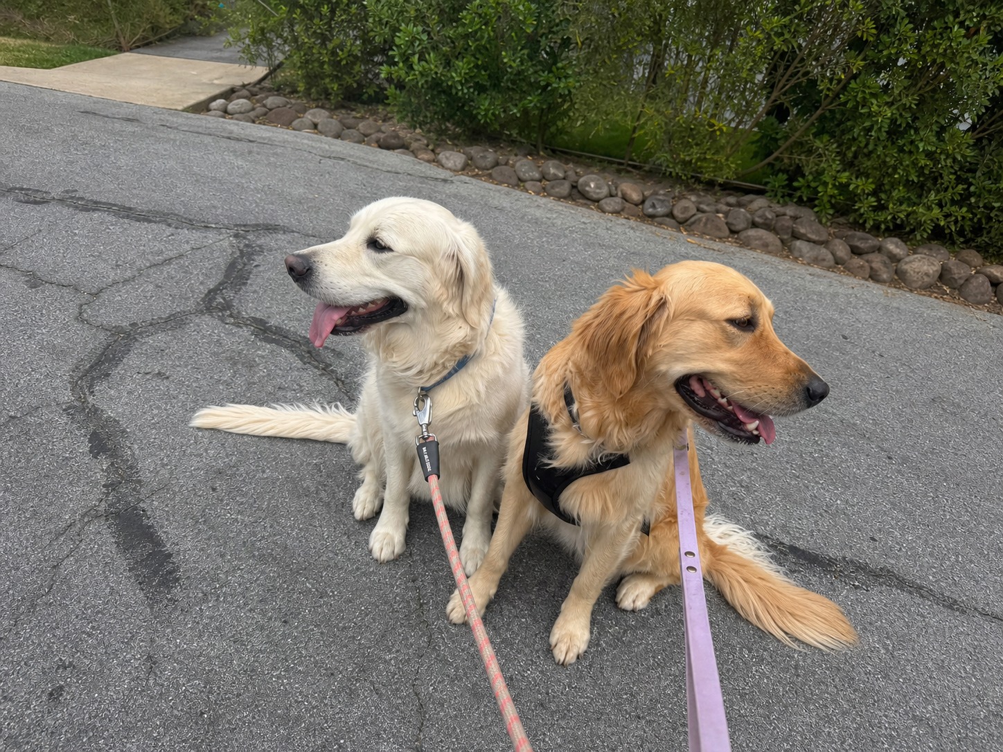 Two golden retrievers resting together during a neighborhood walk