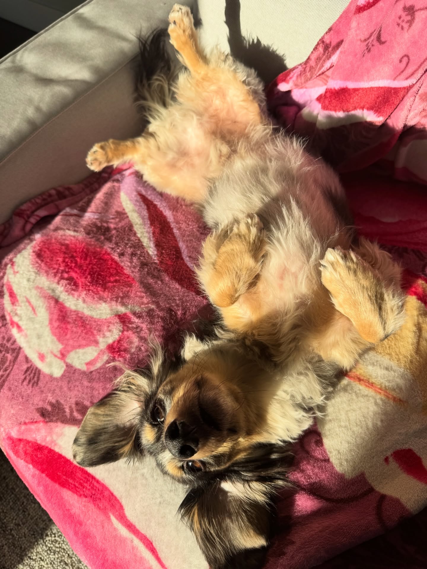 Small dog resting belly-up in the sun during an in-home boarding stay