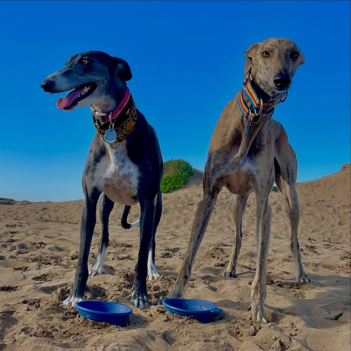 Two sighthounds standing together on a Bay Area beach