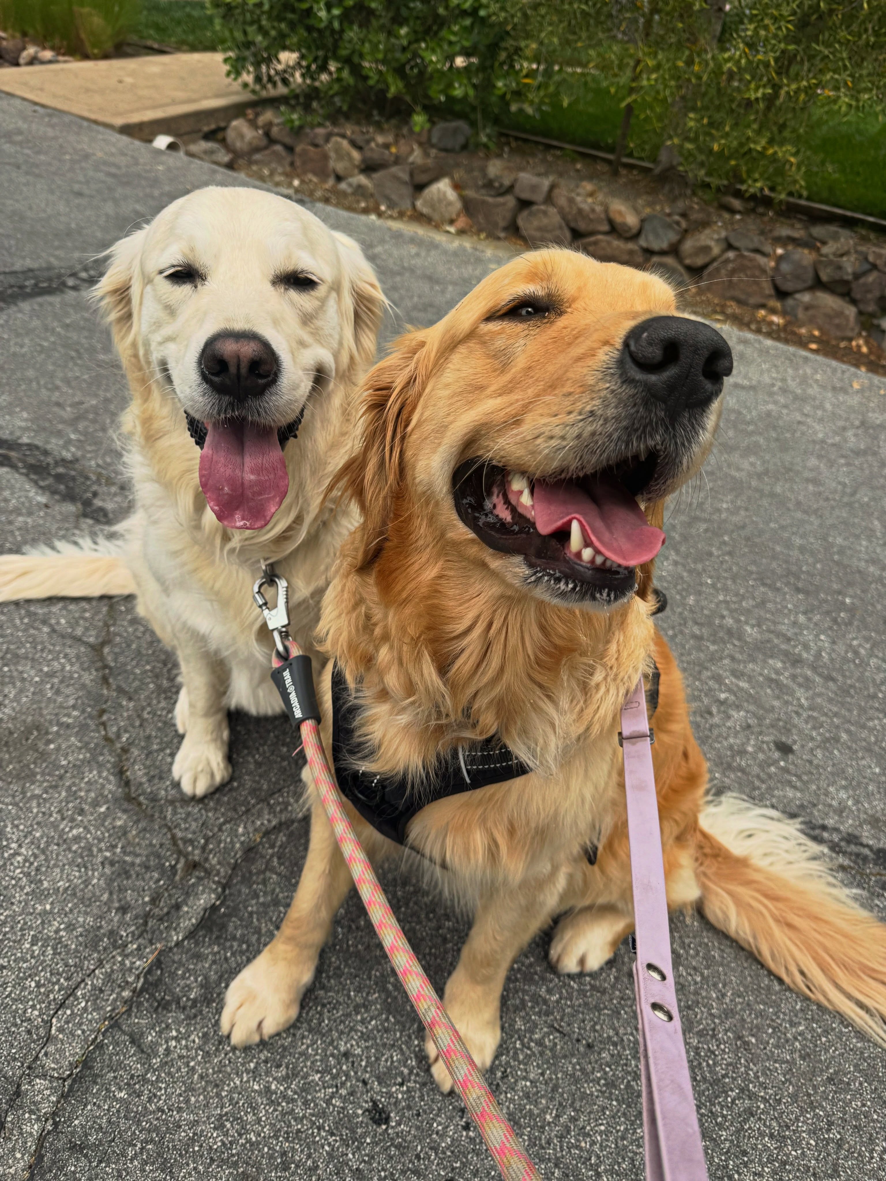 Two golden retrievers sitting together on leashes during a neighborhood walk