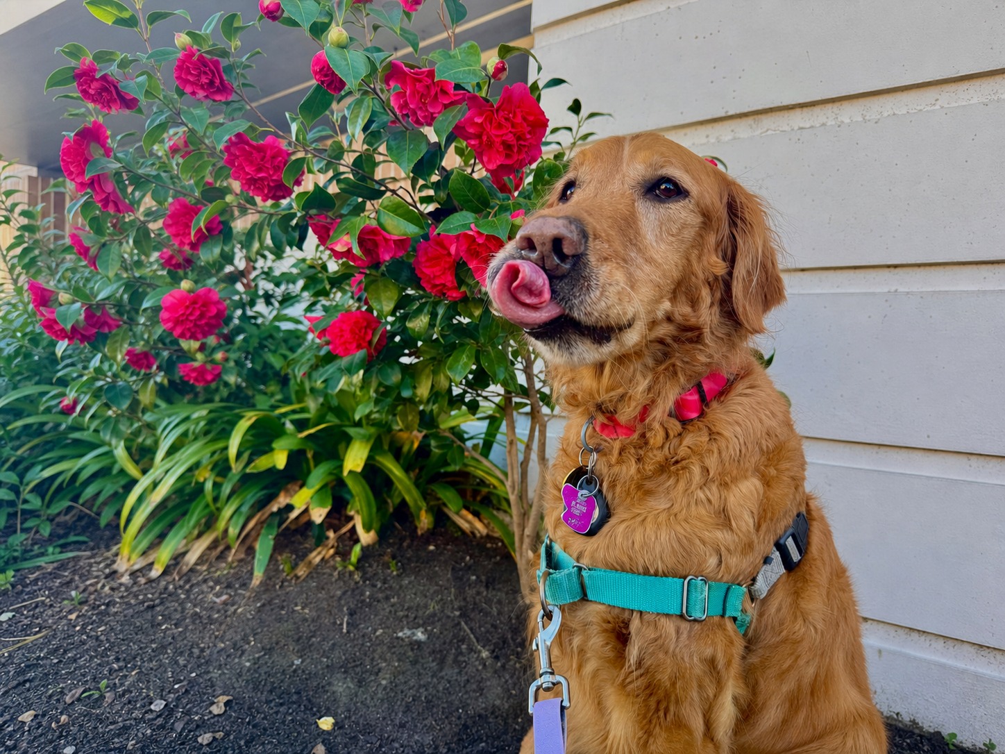 Golden retriever Leia sitting beside bright pink flowers