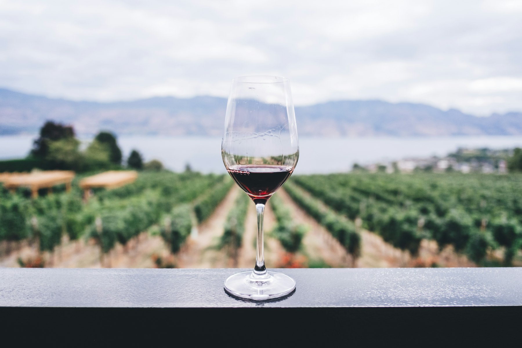 A glass of wine overlooking vineyard rows in soft valley light